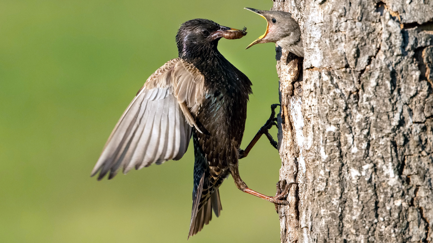 Škorec obyčajný (Sturnus vulgaris)